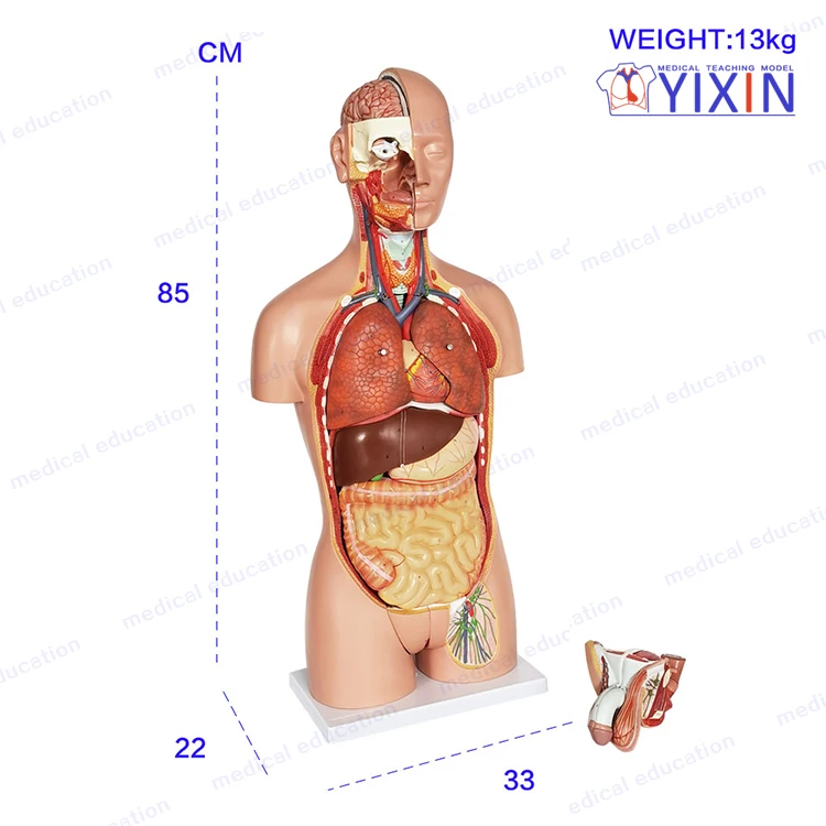 27 Parts  Plastic Human Torso Anatomy Model for Medical Supplies and Equipment