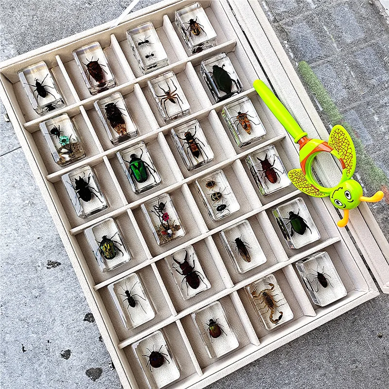 
Many types of embedded specimens Cheap acrylic resin biological plant real insect specimens 