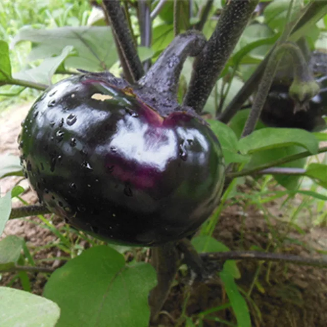 
ME08 Yuanshen 90 days hybrid round eggplant seeds in agricultural 