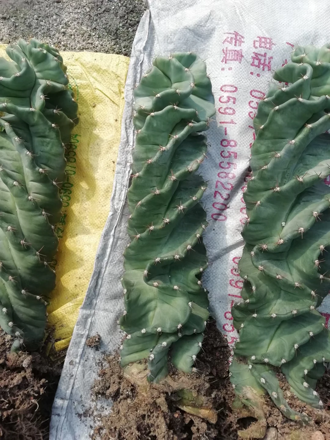 Wholesale Cactus Nature Cacti Live Cactus Succulent woody Plants indoor plant Spiral cactus