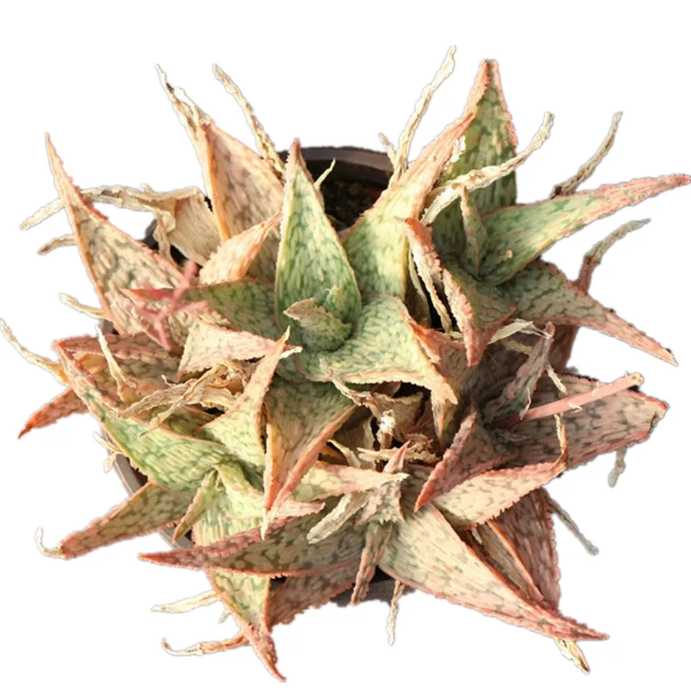 Farm direct Aloe ornamental succulent live plants set natural for home decoration