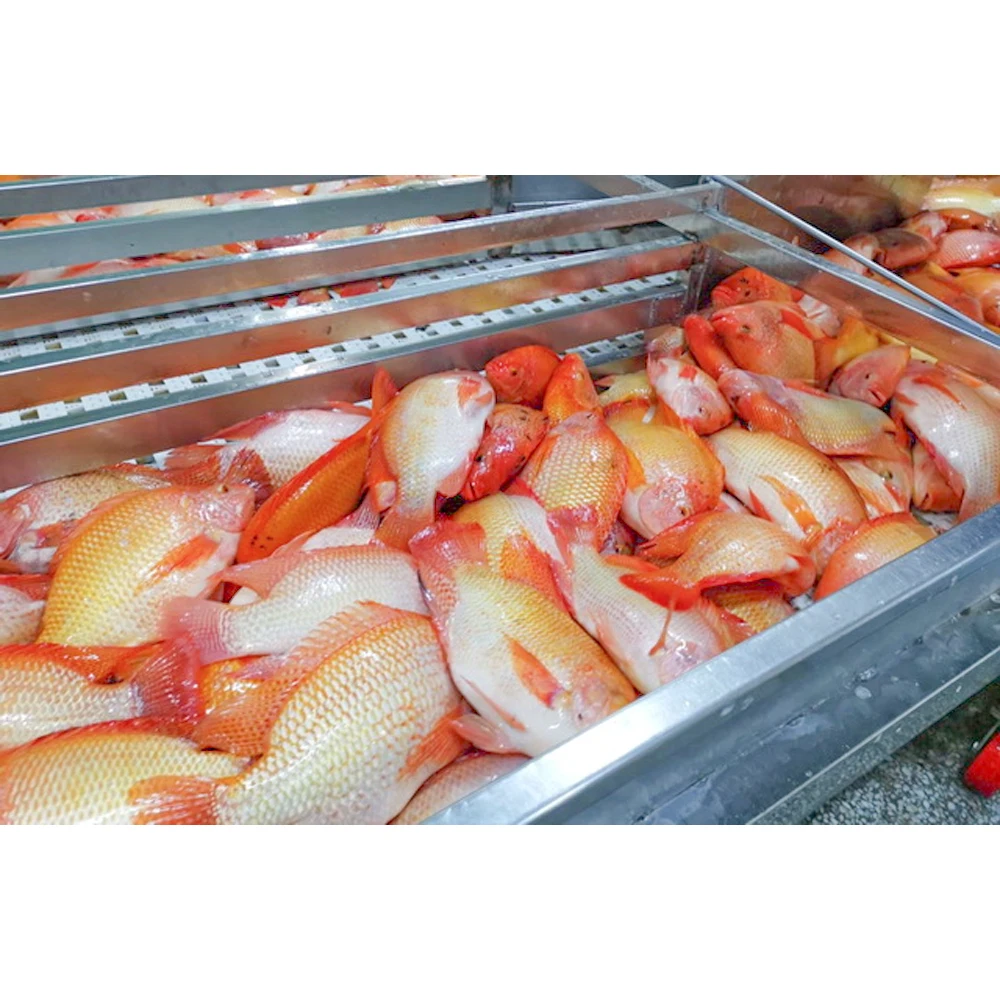 China export red tilapia fish 500-800g 300-500g 350-550g bulk packaging whole round gutted scaled fresh frozen red tilapia price