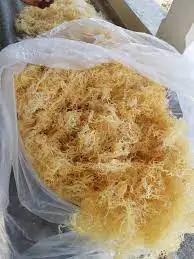 ATL GLOBAL - NATURAL PURE DRIED GOLD SEAMOSS WITH HIGH QUALITY FROM VIETNAM ( Whatsapp: +84975262928, Helen)