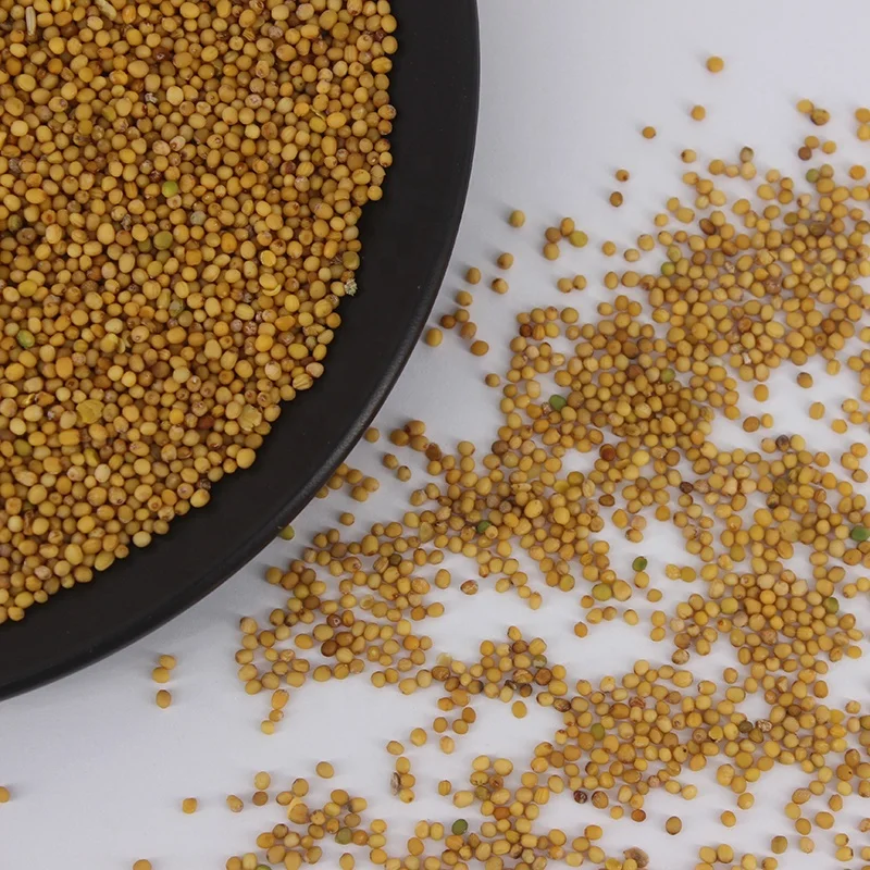 High Quality Dried Pure Yellow Mustard Seed for Sale