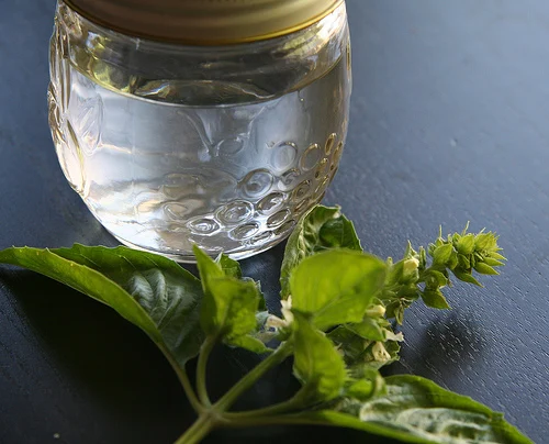 Basil Hydrosol | Tulsi Leaf Hydrolat - 100% Pure and Natural Basil Hydrosol (Floral Water) at bulk wholesale prices