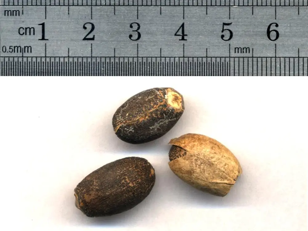 
Jatropha Seeds Tree Species Natural Jatropha Best Quality Dried Jatropha Seeds 