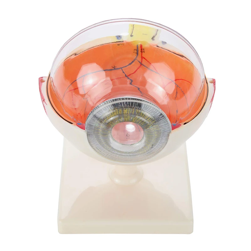 Medical Plastic Simulation 6X Enlarged Human Eye Anatomy Model For Science Display Teaching