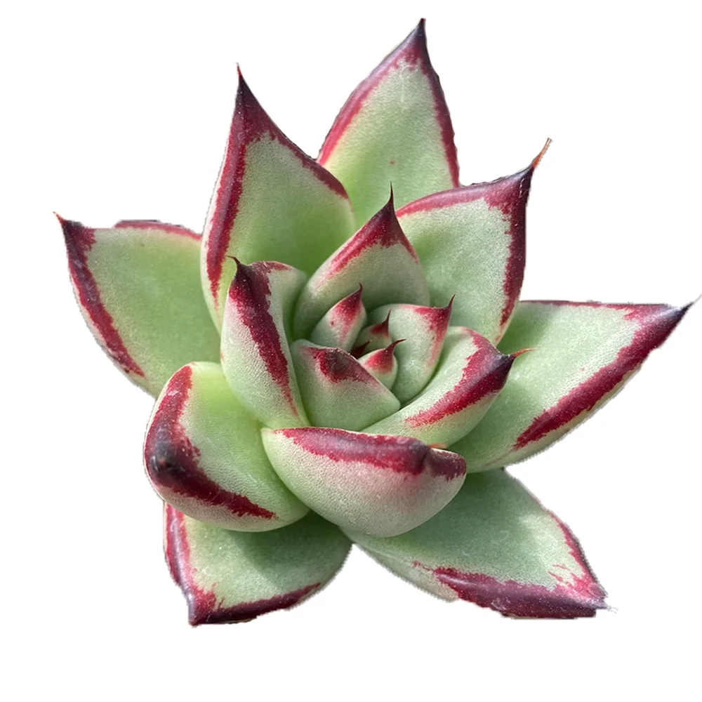 
Hot selling fresh ebony succulent plant about 8 cm Mini Small Live Real Succulents Plants Indoor 
