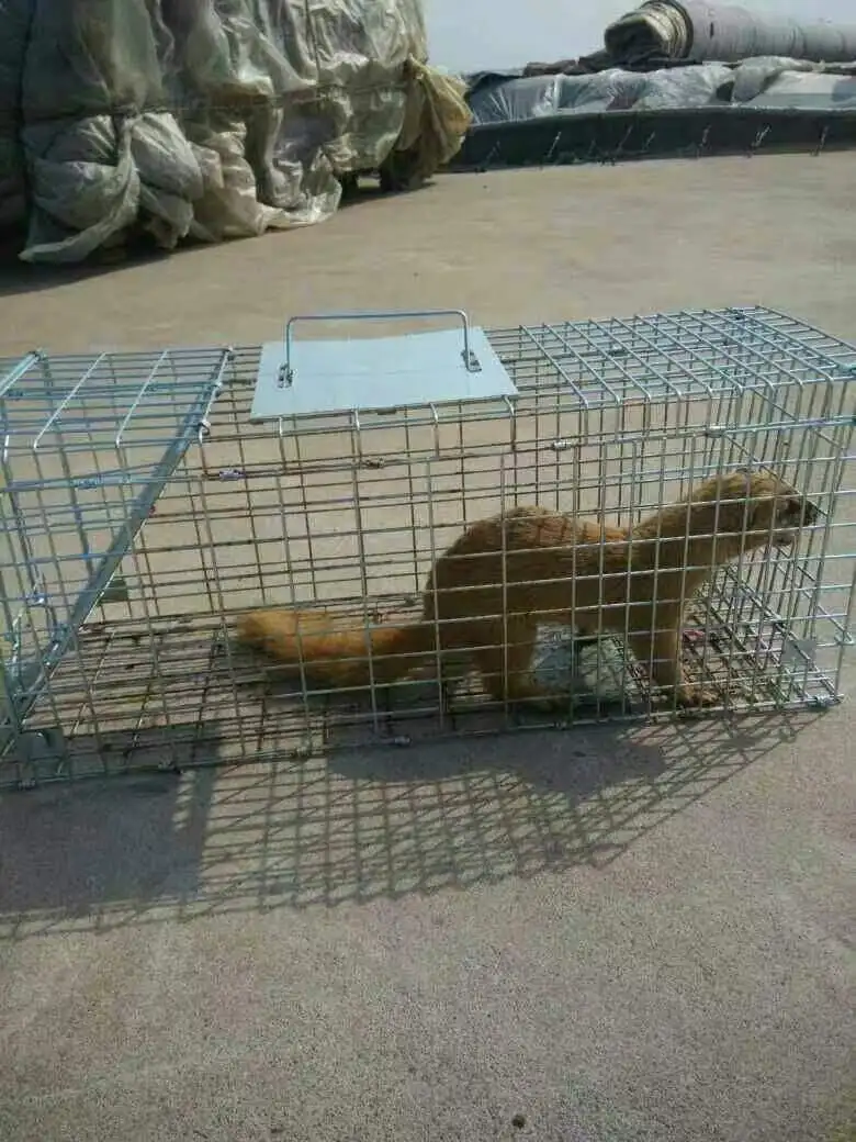 Galvanized metal foldable Live animal trap cages for rabbits cats rat squirrels raccoon