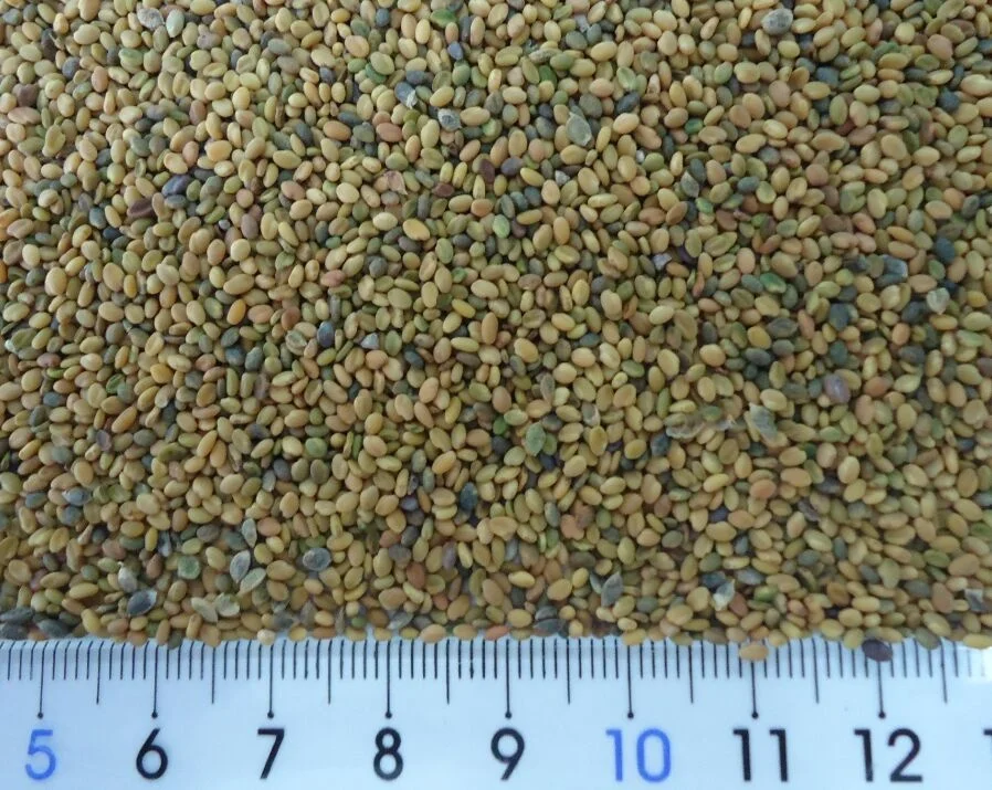 
Alfalfa Seeds/Clover Seeds/Lucerne Seeds 