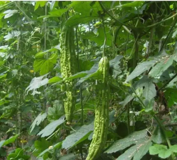 
Ku gua F1 Netherlands natural china vegetable Green bitter gourd seeds 
