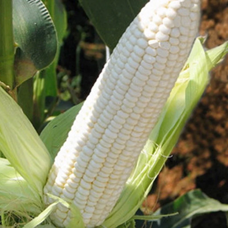 
Hybrid f1 Heat Resistant Sweet White Corn Seed 