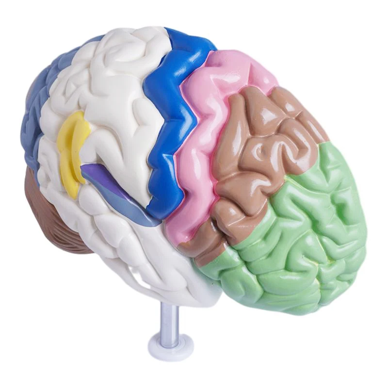 human skeleton Anatomical model Medical gift display of human body color right hemisphere functional area brain model