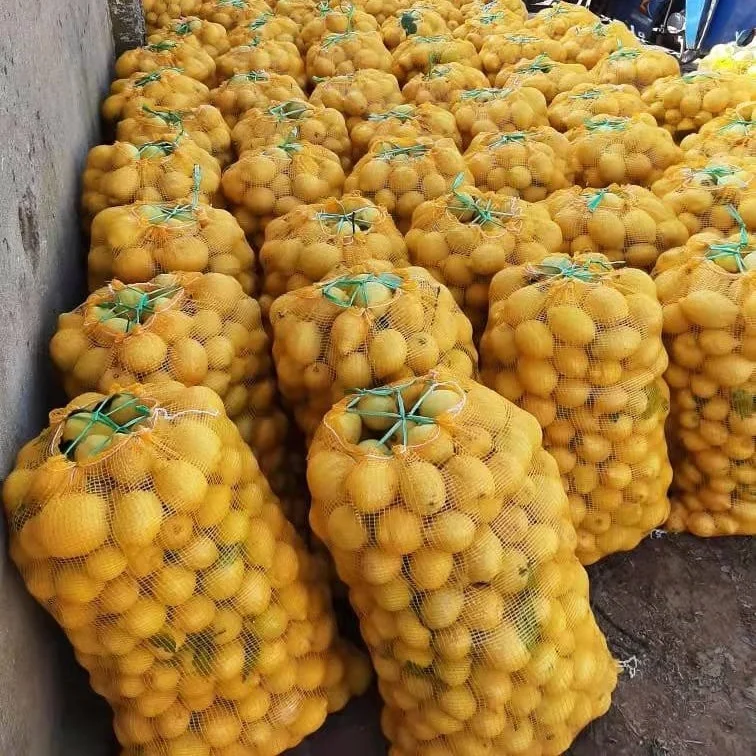 China best quality plastic mesh nets for potatoes onion orange pepper cucumber corn packing