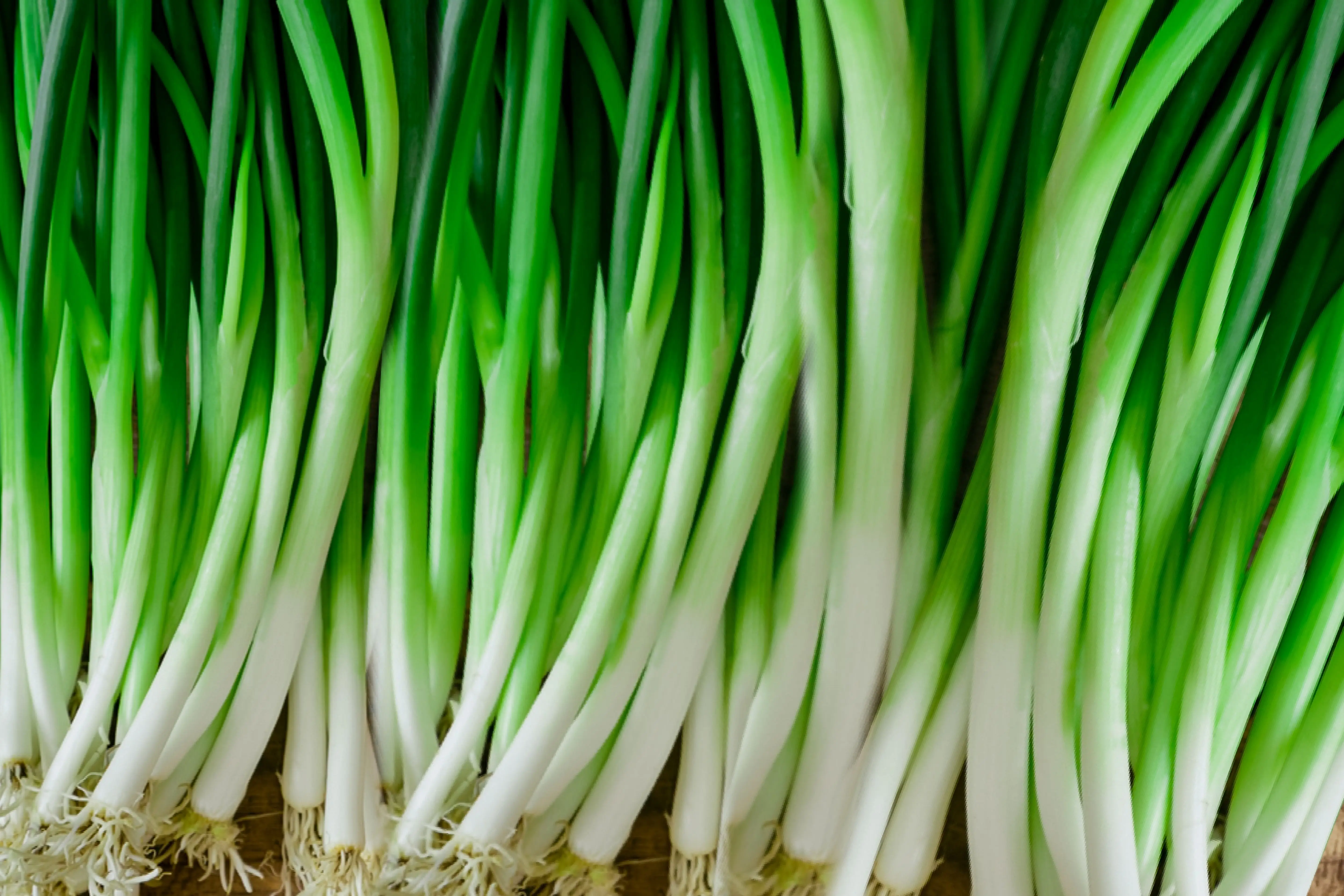 KWS China exporter green scallions green fresh onion
