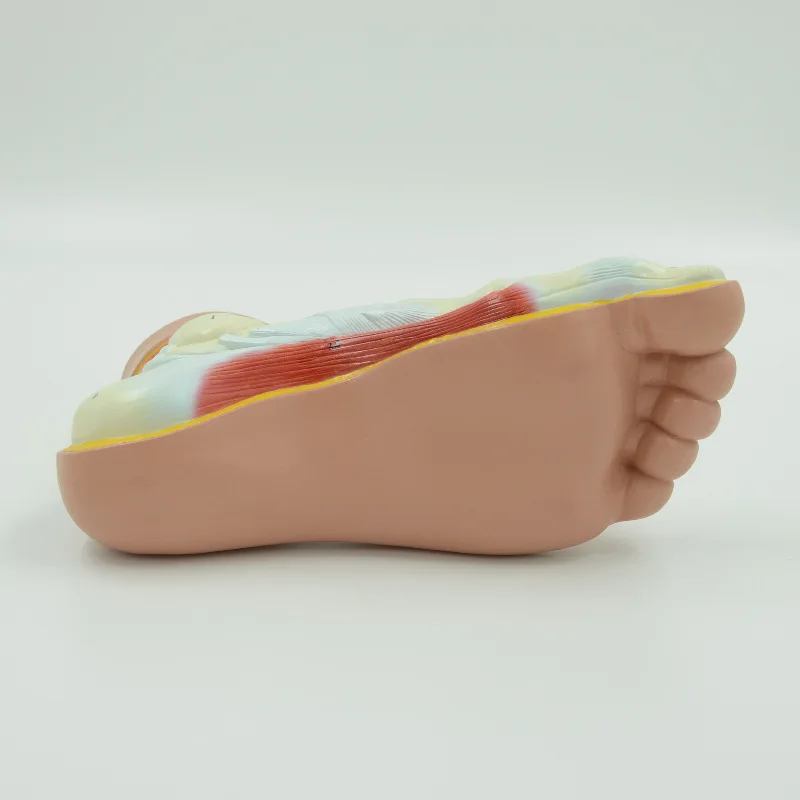 Anatomical Model of Human Foot for Medical Teaching, Used in Various Teaching Scenarios
