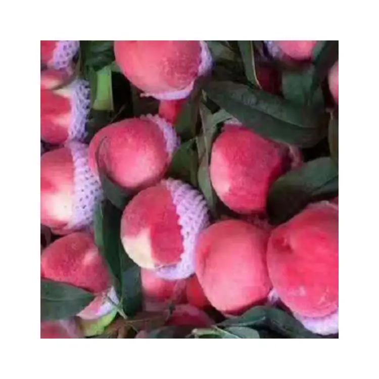 Professional fruit high quality wholesale large shape sweet Cangfang fresh peache