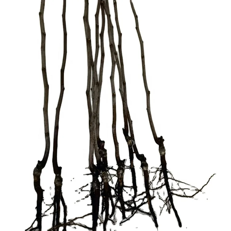 
Оптовая продажа, привитые Детские саженцы, фруктовые деревья, саженцы, Китайская Дата, растения для посадки 