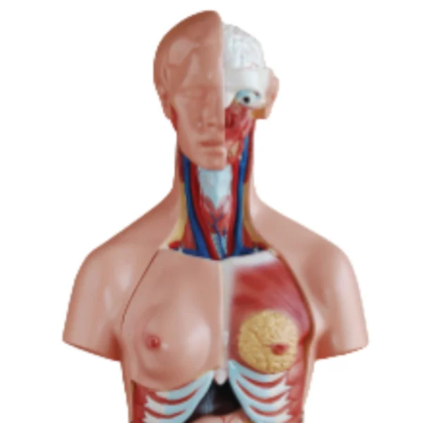 ADA Medical science 85 cm 21 parts  Three sexes torso model and 85cm 40parts Both sexes torso model with open back for teaching