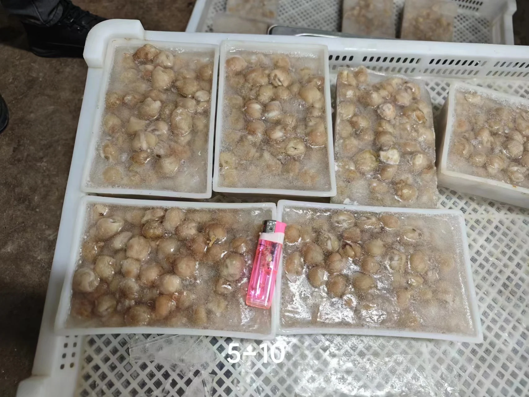 High Quality Frozen Squid Beak 10kg/ctn Seafood Frozen Giant Squid Beak