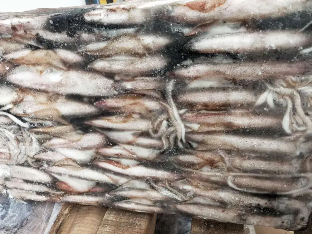 Малый размер illex lолиго замороженный кальмар замороженный розовый/красный кальмар из Вьетнама