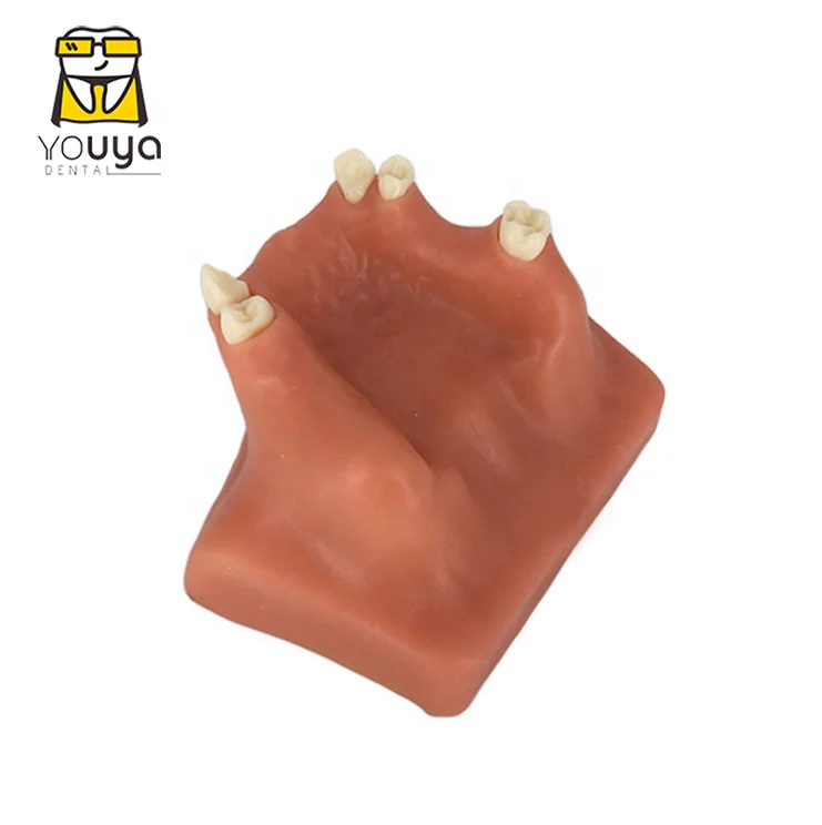 Dental sinus lift training model With soft gum,dental training model ,dental implant model