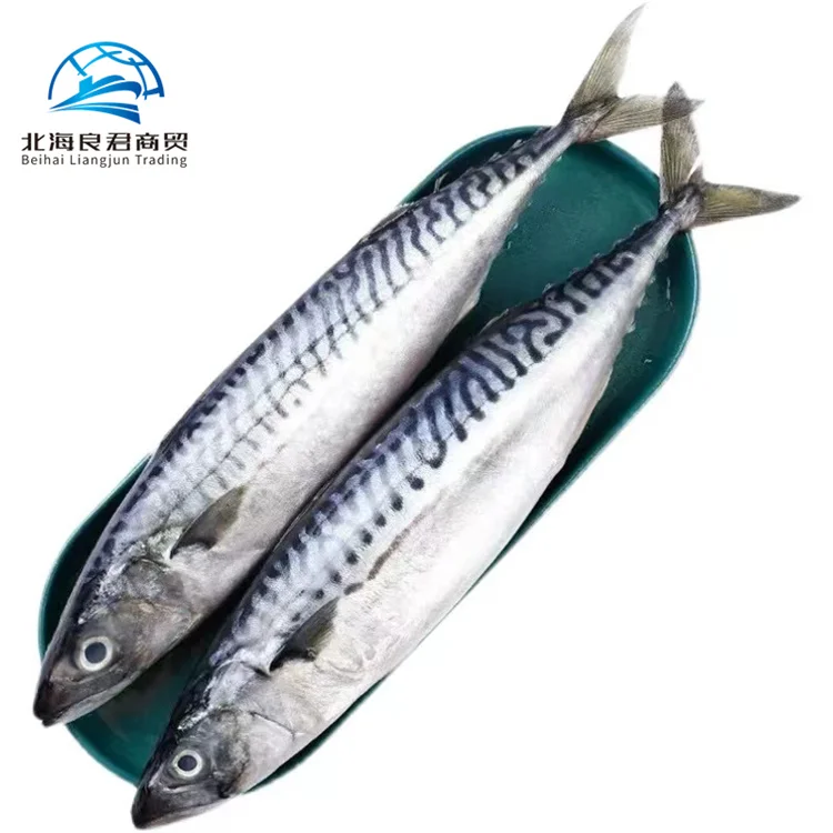 Order online cheap price frozen fish mackerel whole round fresh delicious indian flavour seafood chub mackerel fish