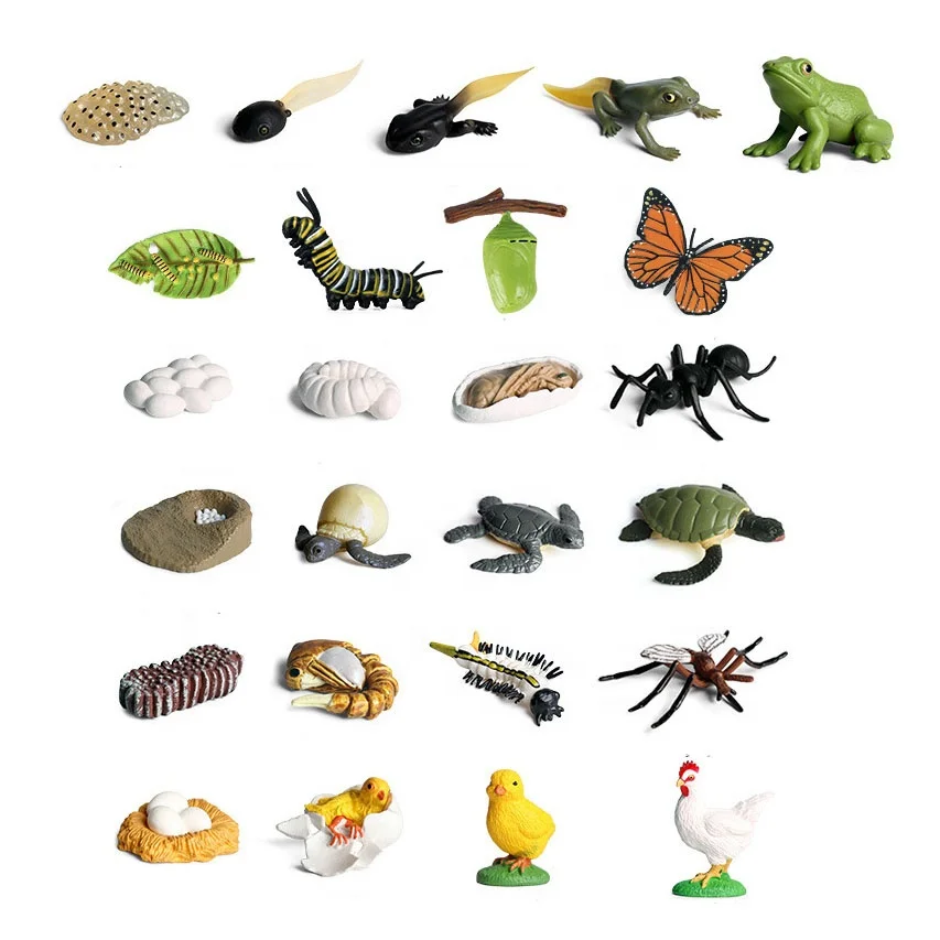 Kids Educational Toy Plastic Animal  Butterfly Ant Frog Turtle Life Hatch Insect Poultry Growth Cycle