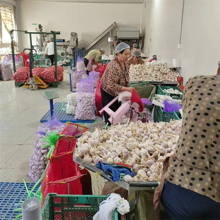 Garlic fresh normal white garlic in bulk Chinese ekspor red new crop big head ajo garlic bawang putih mesh bag