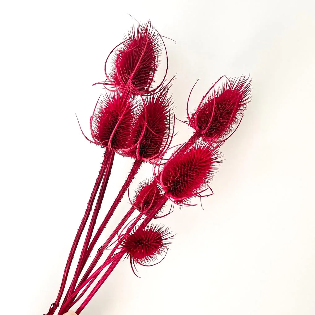 DIY Boho Decoration Wedding Bouquet Natural Wild Common Dried Flowers Native Teasel Thistle Stalks Dipsacus