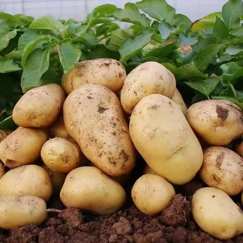 Wholesale Export Fresh Vegetable Potato  Fresh Potatoes China Potato Price