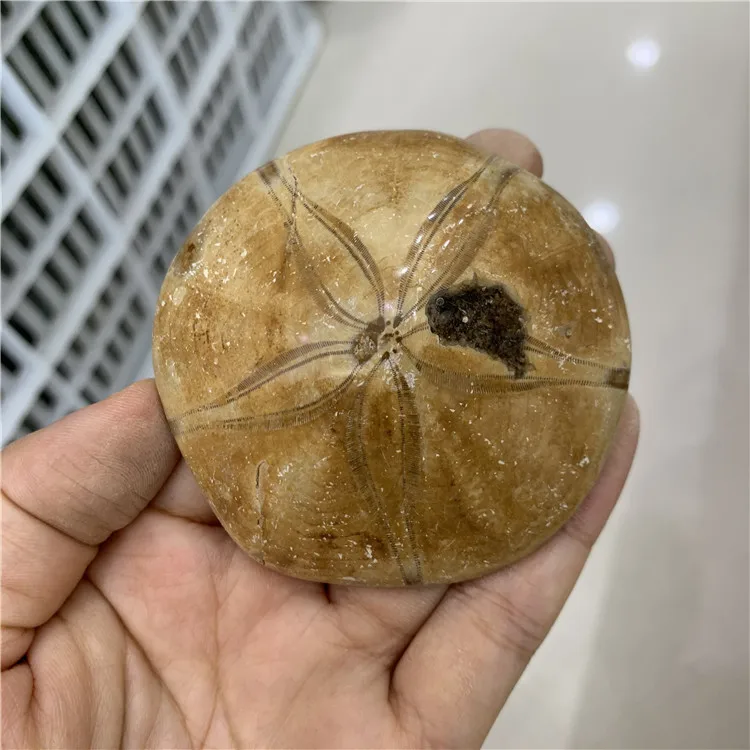 wholesale prices natural starfish fossil mineral specimen as collection for home decoration