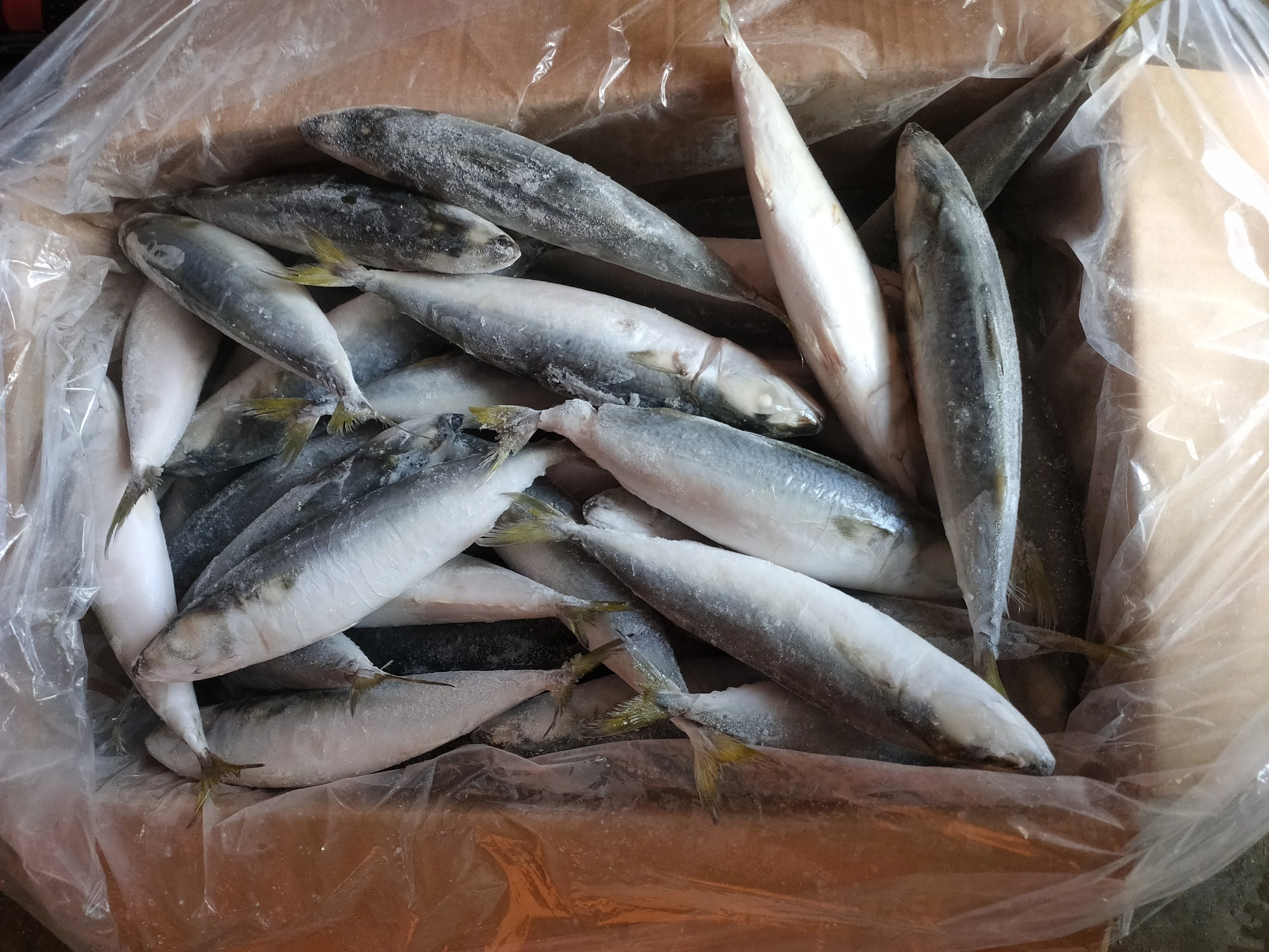 Frozen Sardine Fish