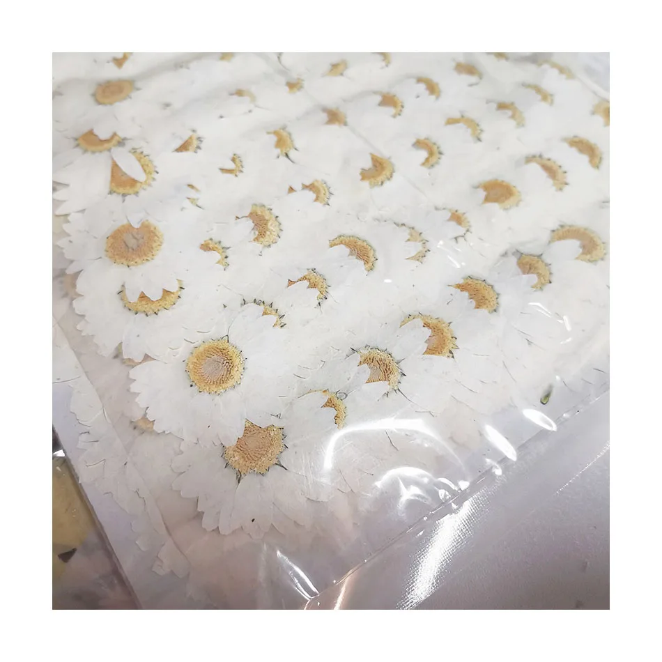 2023 DIY Handmade Most Popular Chamomile Pressed Flower For Valentines Gift Decoration