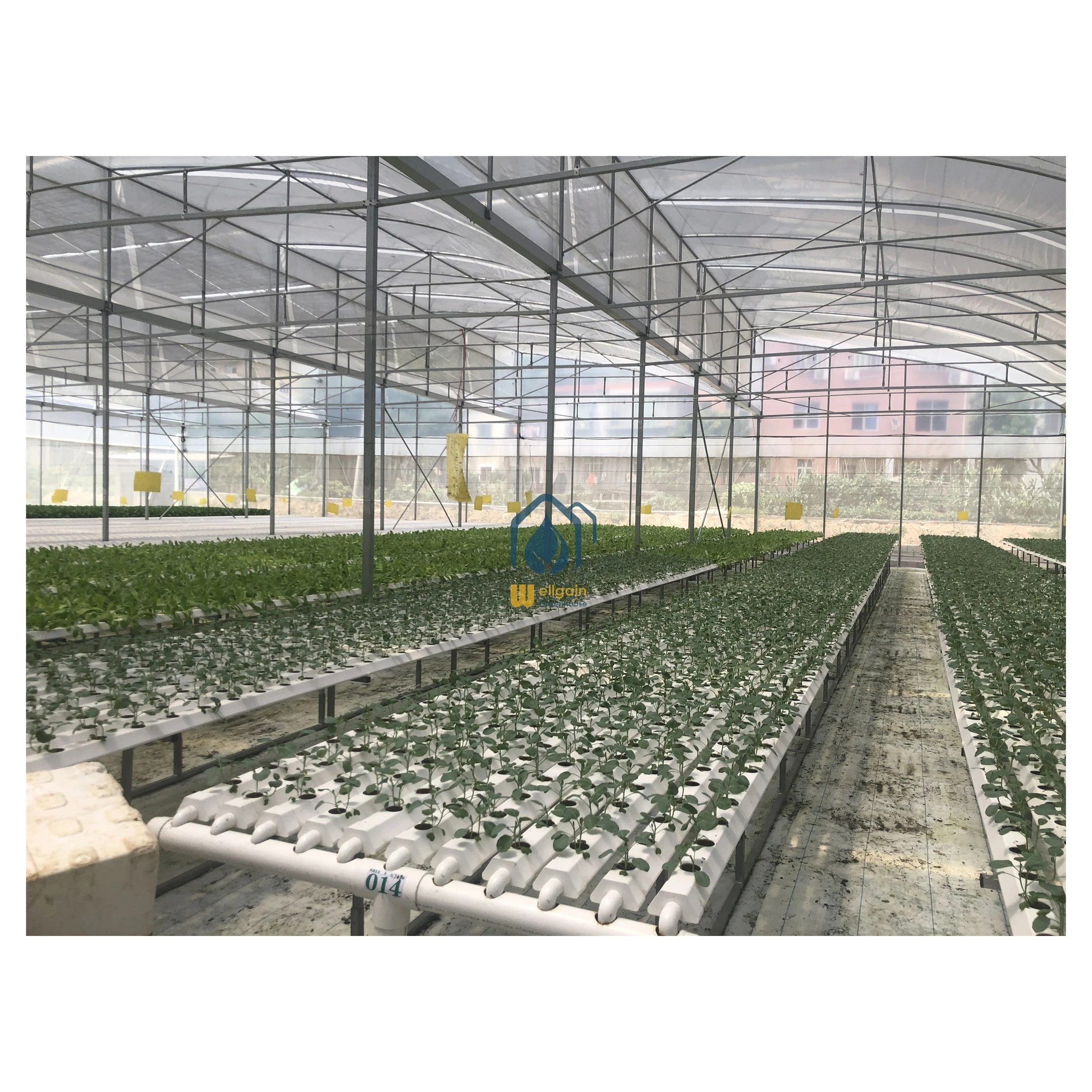 smart greenhouse with nft hydroponic system