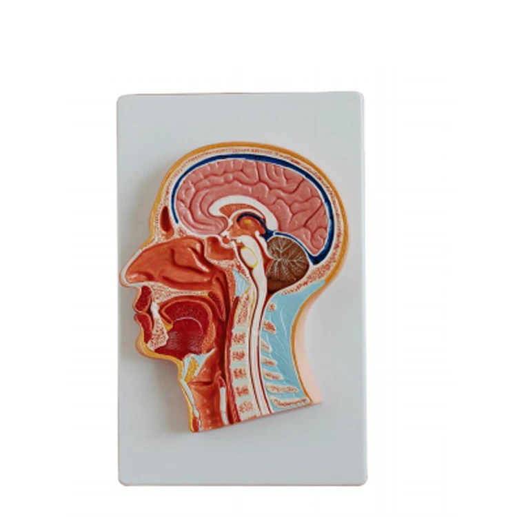 Medical Training 3D Median Section Head Model Anatomy