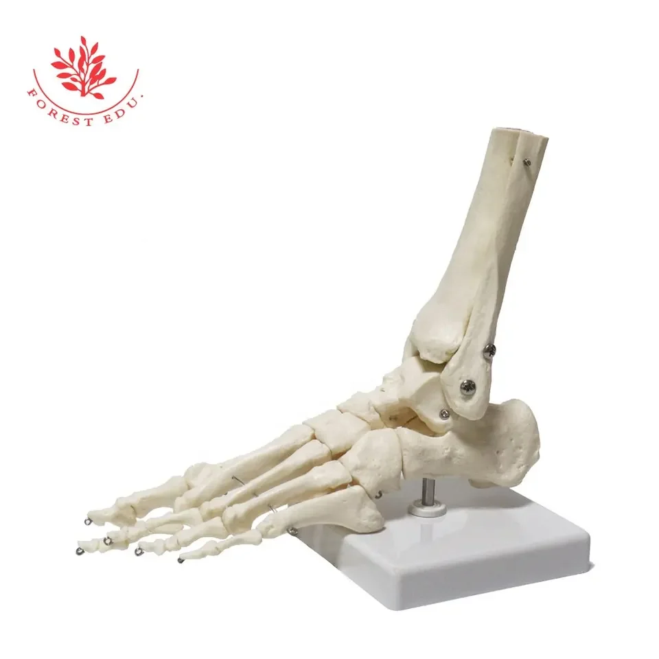 Anatomy Biological Bones Of The Foot Joint Model FRT027-01 PVC Material Foot Skeleton Model Flexible Skeleton Model