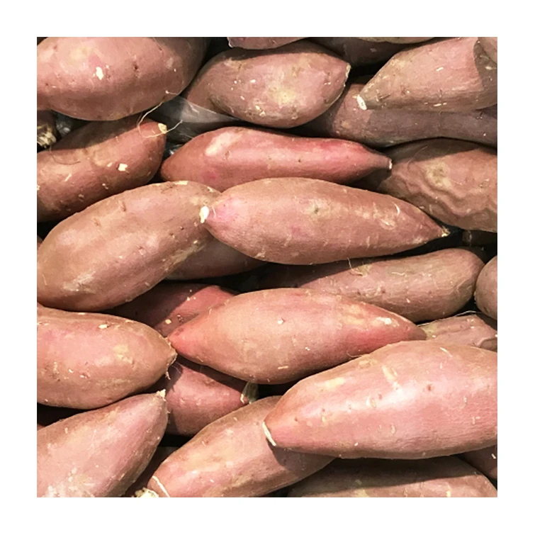 Японский высококачественный экспорт свежий сладкий красный картофель для продажи
