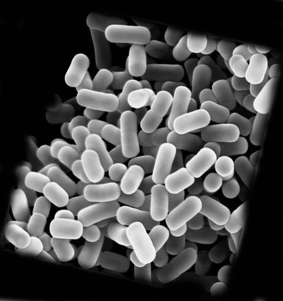High Quality Lactobacillus Plantarum