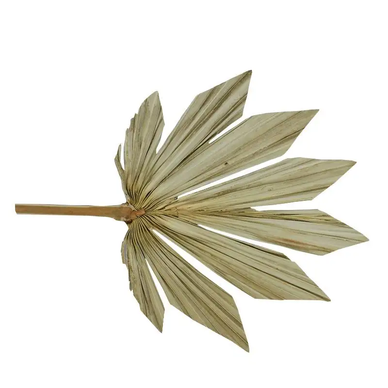 
2021 Hot Selling Preserved Flower the Best Gift Beautiful Palm Leaves for Decoration 