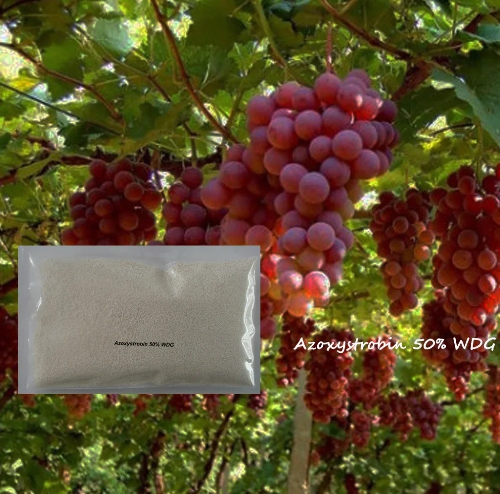 Reliable Supplier ! Agrochemical Product Azoxystrobin 98% TC Fungicide Azoxystrobin TC