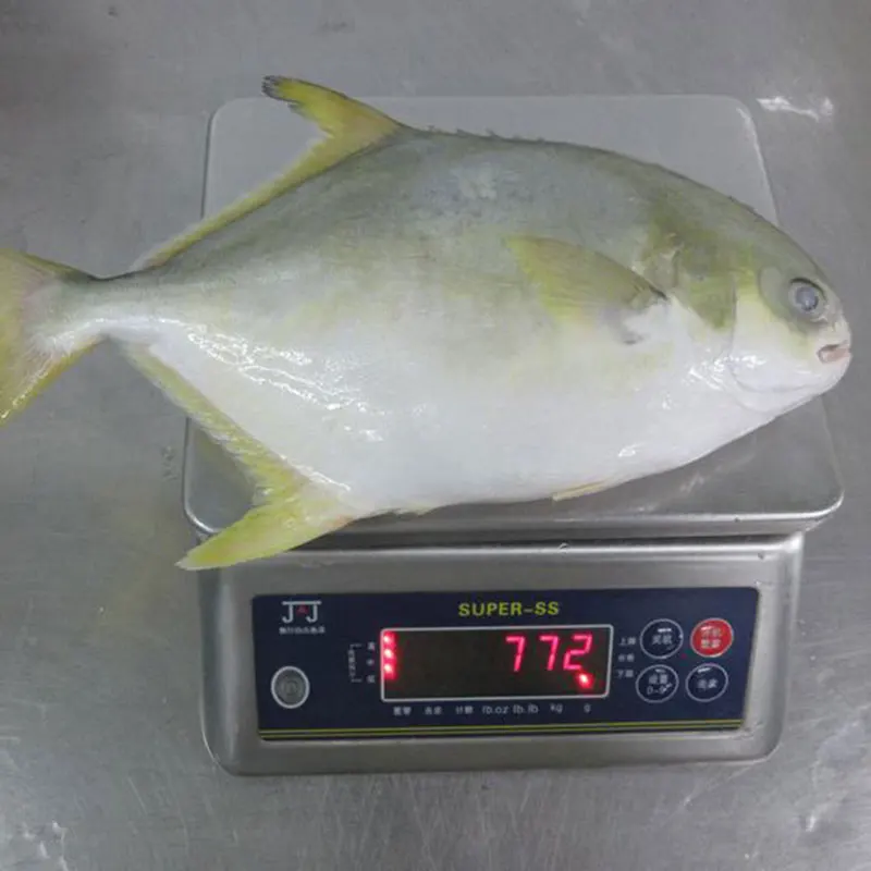 Good Quality IQF Frozen Golden Pompano Fish Seafood for Restaurant