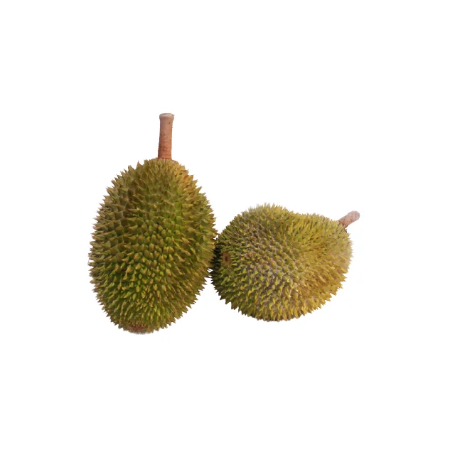 Premium Quality Wholesales Malaysia Supplier Fresh Durian Fruit XO AA D24 from Malaysia Top Durian Supplier