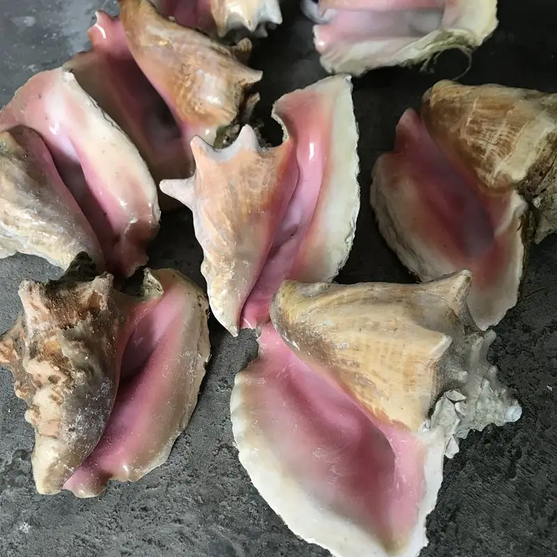 Высококачественные перламутровые раковины, розовые раковины, украшения для рукоделия