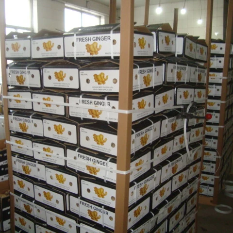 China good farmer ginger fresh price per kg for buyers
