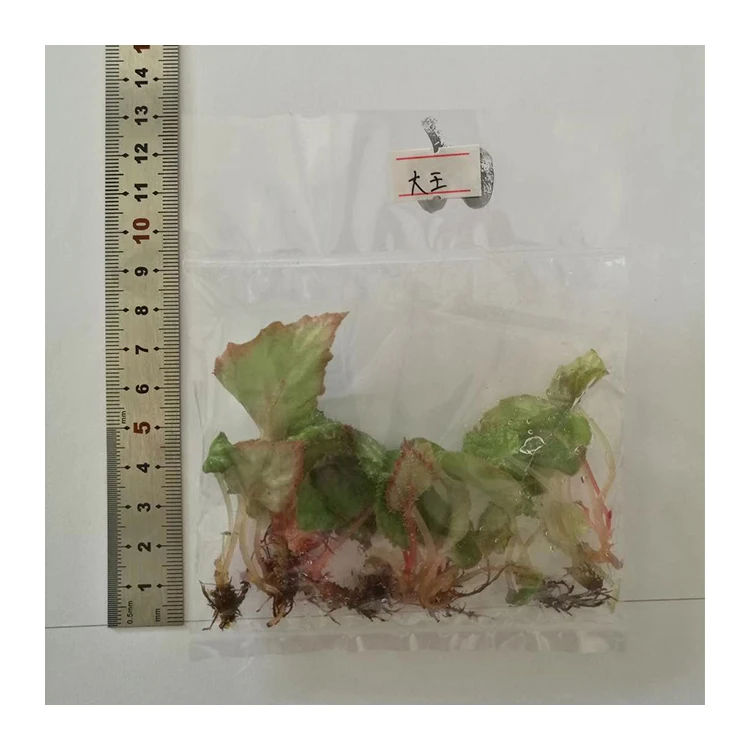 Новое поступление, рассады для растений, натуральная культура тканей бегонии Рекс