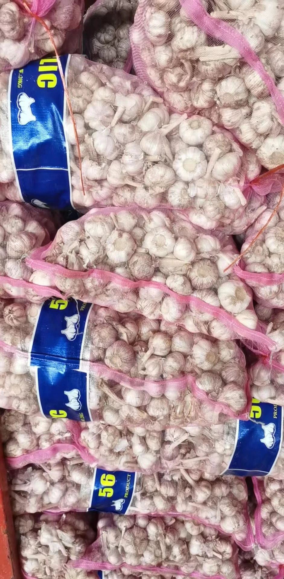 Garlic Price in China Fresh Normal White Style China Gap  Weight Origin Type Size Product Place Model HACCP SHN