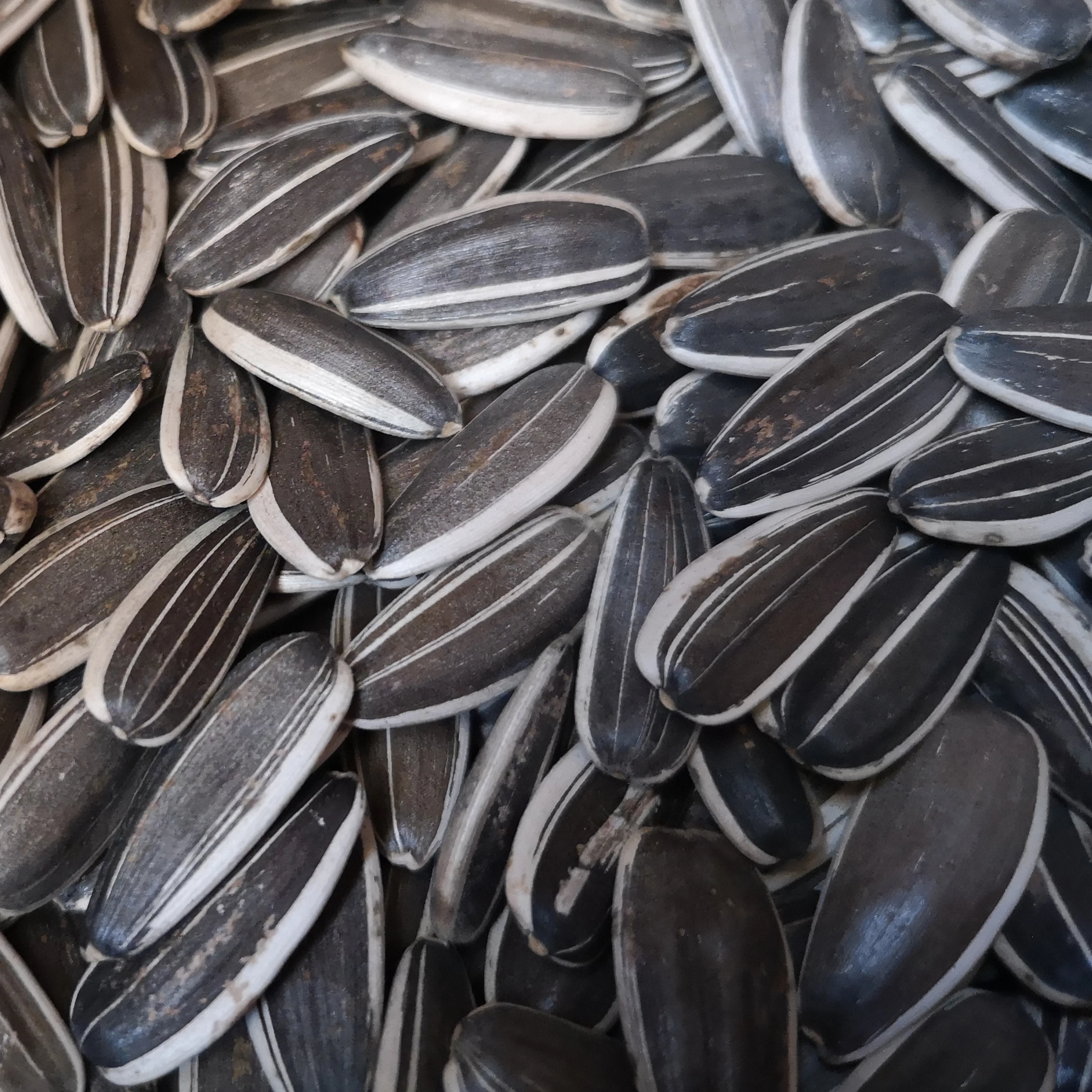 The sunflower seeds Chinese type 5009 in shell
