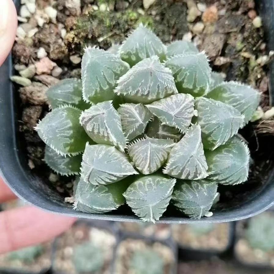 3-5cm Live Plant Haworthia Red Rock Decor for Nursery Real Natural Indoor Outdoor Plants