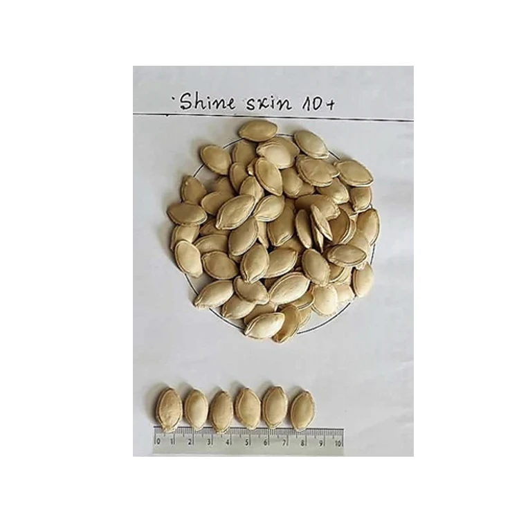 Wholesale Good Quality Nuts Price Pumpkin seeds Natural Pumpkin Seeds Raw Bulgarian Orign Top grade